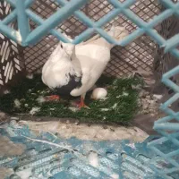 کفتر کلفه ماده