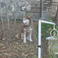 سگ هاسکی ماده عقیم