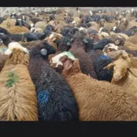 گوسفند زنده