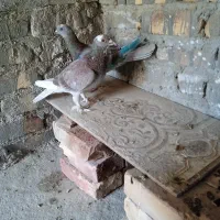کفتر فروشی|پرنده|سراوان, |دیوار