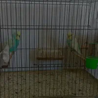 مولد اینگیلیسی