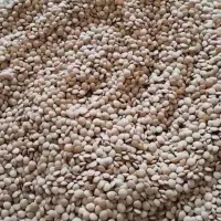 عدس ریز ودرشت  وتره کوهی سبز وتمیز