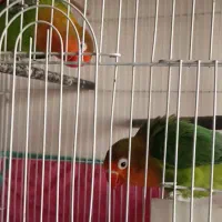 طوطی برزیلی|پرنده|شیراز, امام حسین|دیوار