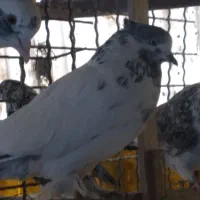 کبوتر|پرنده|تهران, سبلان (لشگر)|دیوار