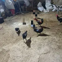 خروس