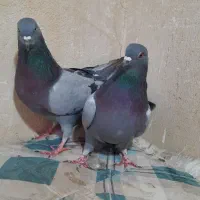 نروماده اصفهانی پربشن|پرنده|خمینیشهر, |دیوار