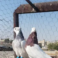 دو عدد طوقی|پرنده|شیراز, عادل آباد|دیوار