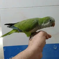 راهب سبز رام و سخنگو|پرنده|تهران, یافت آباد جنوبی|دیوار