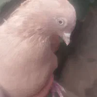 کبوتر|پرنده|نجف‌آباد, مزرعه طالب|دیوار