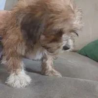 سگ پودل|سگ|اراک, |دیوار