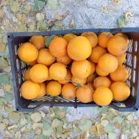 کیوی و پرتغال