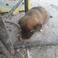 واگذاری توله سگ سرابی