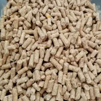 دان آماده ماکیان