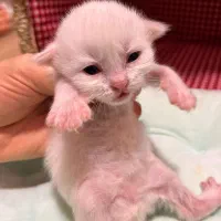 رزرو رزرو گربه بریتیش سفید|گربه|نوشهر, |دیوار