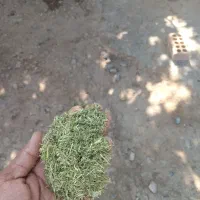 خارشتر.یانق|حیوانات مزرعه|آق قلا, |دیوار