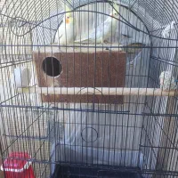 یک جفت عروس هلندی