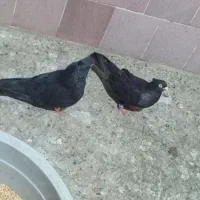 زاغ درجایی با زاغ آبادانی