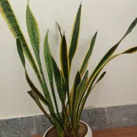 گل سانسوریا لب طلا