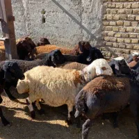 بره نر کشتاری|حیوانات مزرعه|هشتگرد, هشتگرد قدیم|دیوار