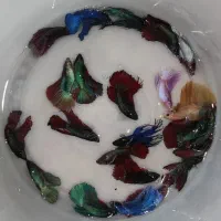 ماهی فایتر رنگی،کالر و تایگر رنگی