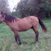 اسب ۴ساله به رنگ سمند|اسب و تجهیزات اسب‌سواری|رشت, بازار|دیوار