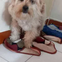 سگ  شیتزو|سگ|نسیم‌شهر, |دیوار