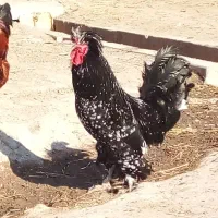 خروس|حیوانات مزرعه|فیروز, |دیوار