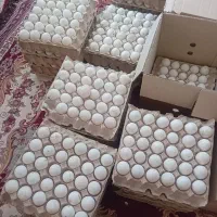 تخم اردک پکنی ومحلی|حیوانات مزرعه|آمل, |دیوار