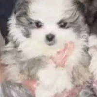 سگ پامریین سایز صفر