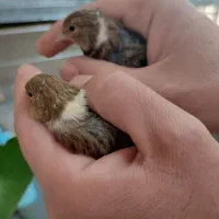 جوجه سهره قناری