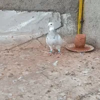 طوقی ماده کرم کبوتر|پرنده|همدان, |دیوار