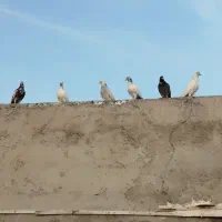 کبوترپرشی|پرنده|فین, |دیوار