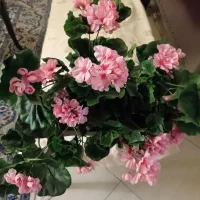 گلهای مصنوعی مختلف|گل مصنوعی|تهران, قیطریه|دیوار