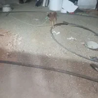 فروش سگ نگهبان گرگی