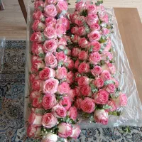 فروش گل رز لب ماتیکی