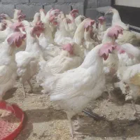 مرغ هلندی ،مادر