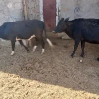 گاو وگوساله نر بزرگ