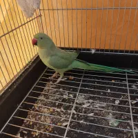 طوطی ملنگو دستی نر