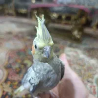 عروس هلندی ماده دستی