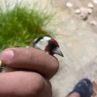 دوتاسهره نر|پرنده|تهران, گلستان (شهرک راه آهن)|دیوار