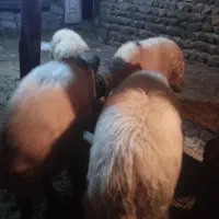 چهارراس قوچ قصابی وگوشتی