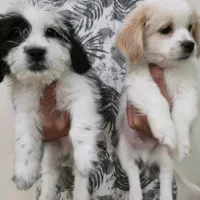 توله اشپیتز و شیتزو کراس