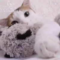 واگذاری رایگان گربه ماده