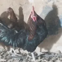 مرغ وخروس
