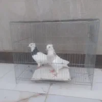 کفتر سینه ای طوقی وکله دم سبز