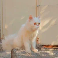 گربه پرشین همراه با دوتا بچه|گربه|گرگان, |دیوار