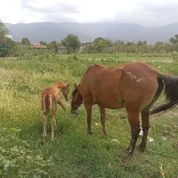اسب ماده با کره نر