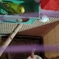 2 جفت مرغ عشق کار داده سالم|پرنده|قزوین, |دیوار