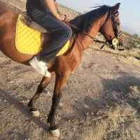 اسب|اسب و تجهیزات اسب‌سواری|تربت‌حیدریه, پائین ولایت|دیوار
