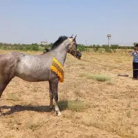 اسب عرب مصری نریون دوساله|اسب و تجهیزات اسبسواری|قزوین, |دیوار